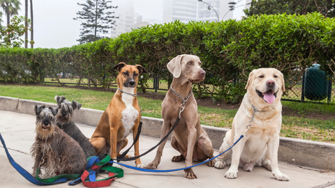 Pet Walking, Grooming, Boarding