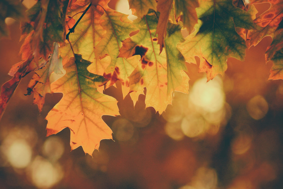 3 Tips for Making the Most of Fall